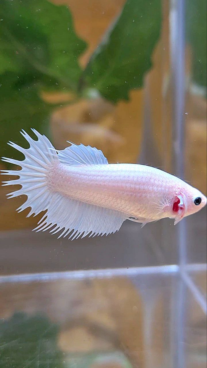 FEMALE CROWNTAIL PLAKAT WHITE PLATINUM SOLID BETTA FISH