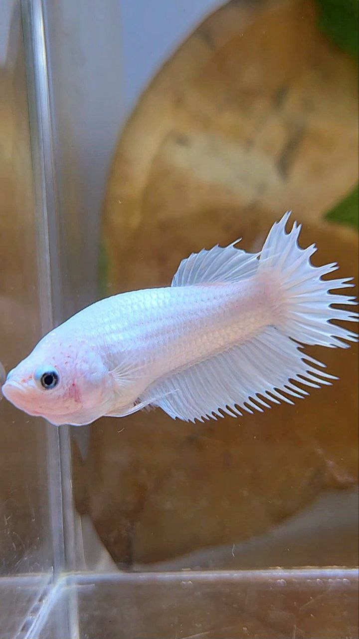 FEMALE CROWNTAIL PLAKAT WHITE PLATINUM SOLID BETTA FISH