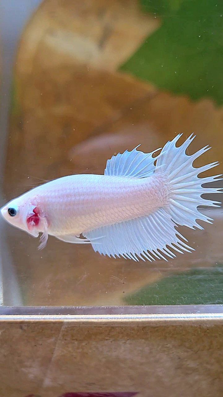 FEMALE CROWNTAIL PLAKAT WHITE PLATINUM SOLID BETTA FISH