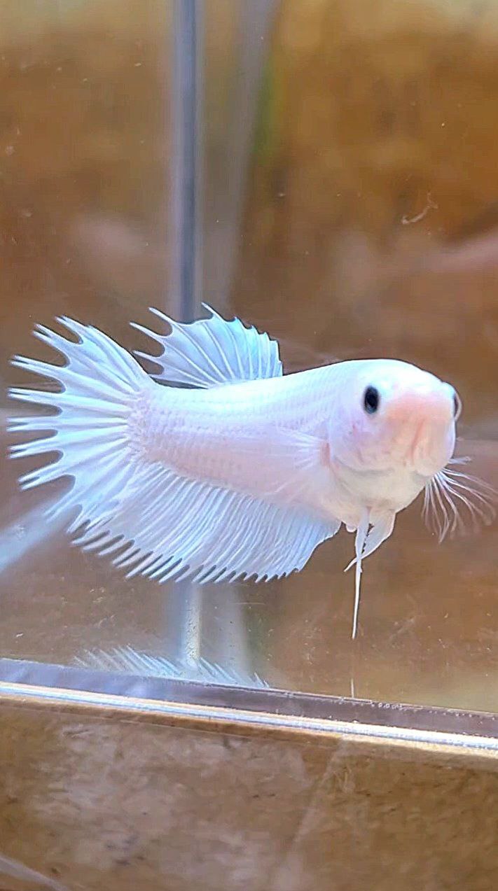 FEMALE CROWNTAIL PLAKAT WHITE PLATINUM SOLID BETTA FISH