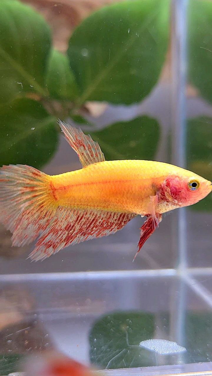 FEMALE HALFMOON SUPER VANDA YELLOW BETTA FISH