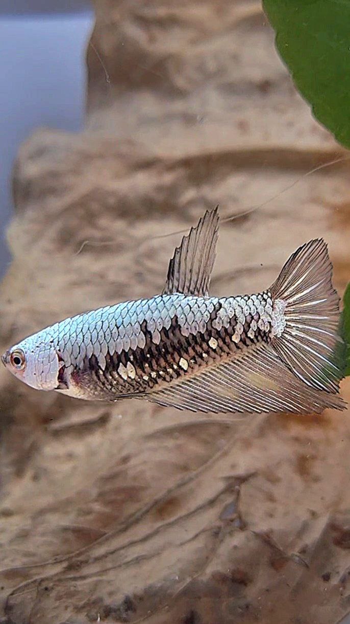 FEMALE HALFMOON BLACK SAMURAI COPPER BETTA FISH