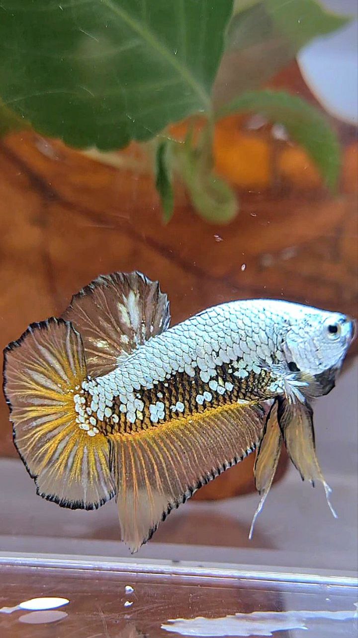 PLAKAT BLACK SAMURAI SNOW YELLOW BETTA FISH