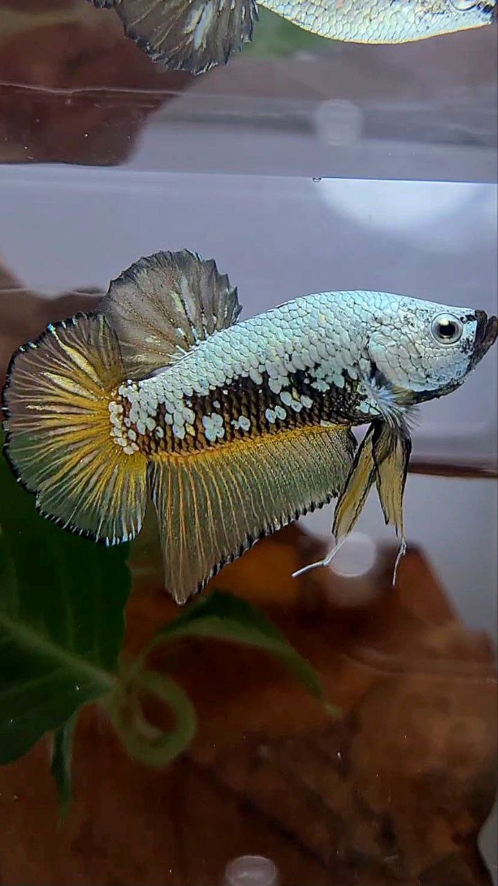 PLAKAT BLACK SAMURAI SNOW YELLOW BETTA FISH