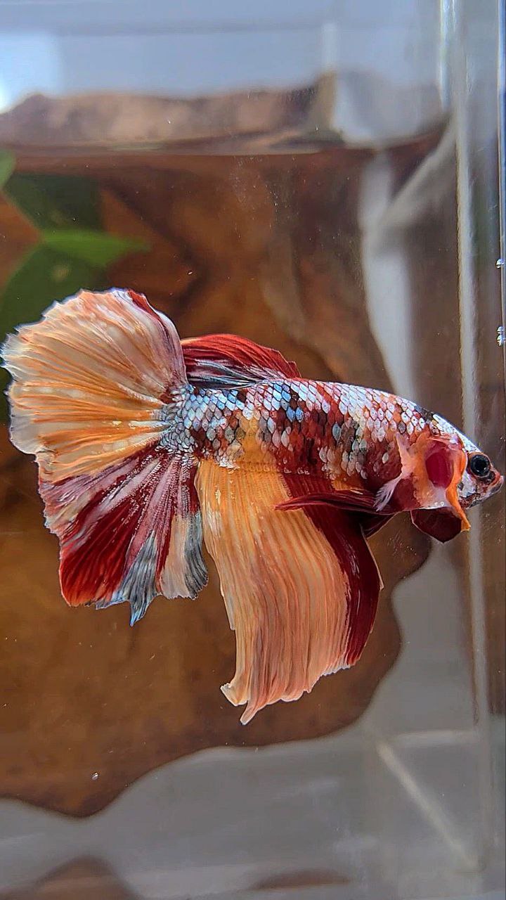 HALFMOON ROSETAIL ORANGE COPPER GALAXY MULTICOLOR BETTA FISH
