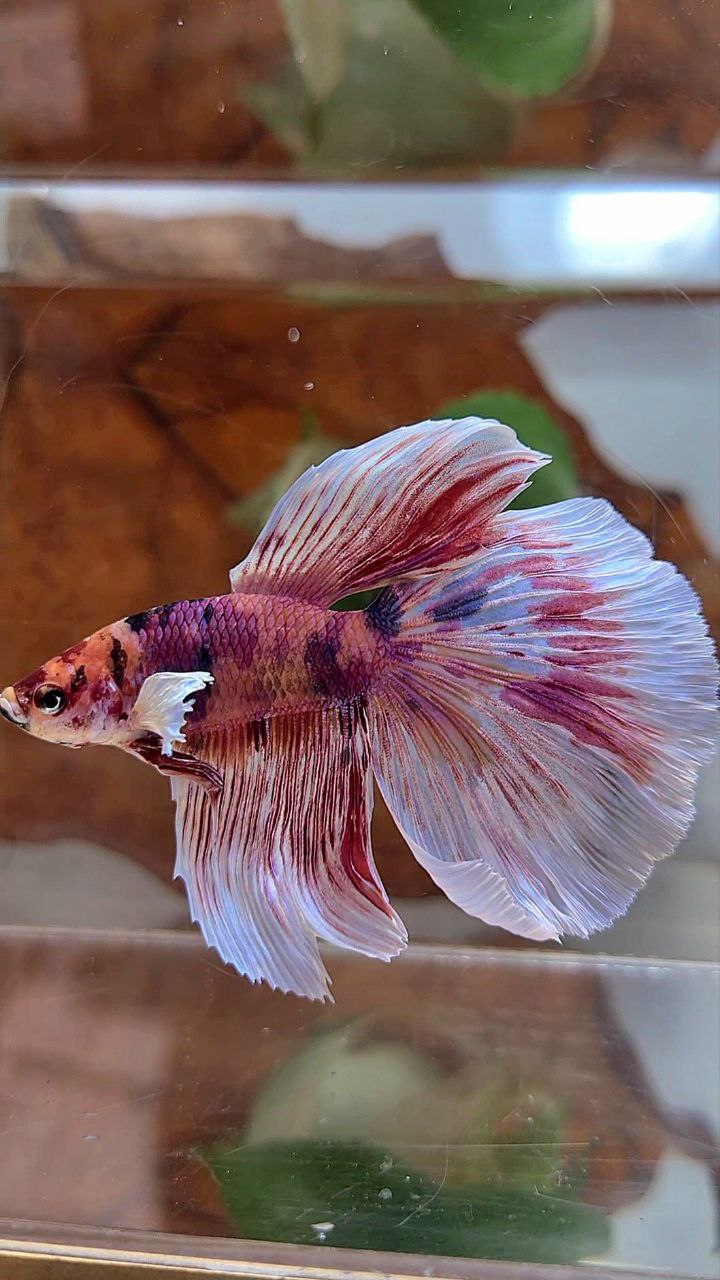 HALFMOON DUMBO EAR PINK ORANGE MULTICOLOR BETTA FISH