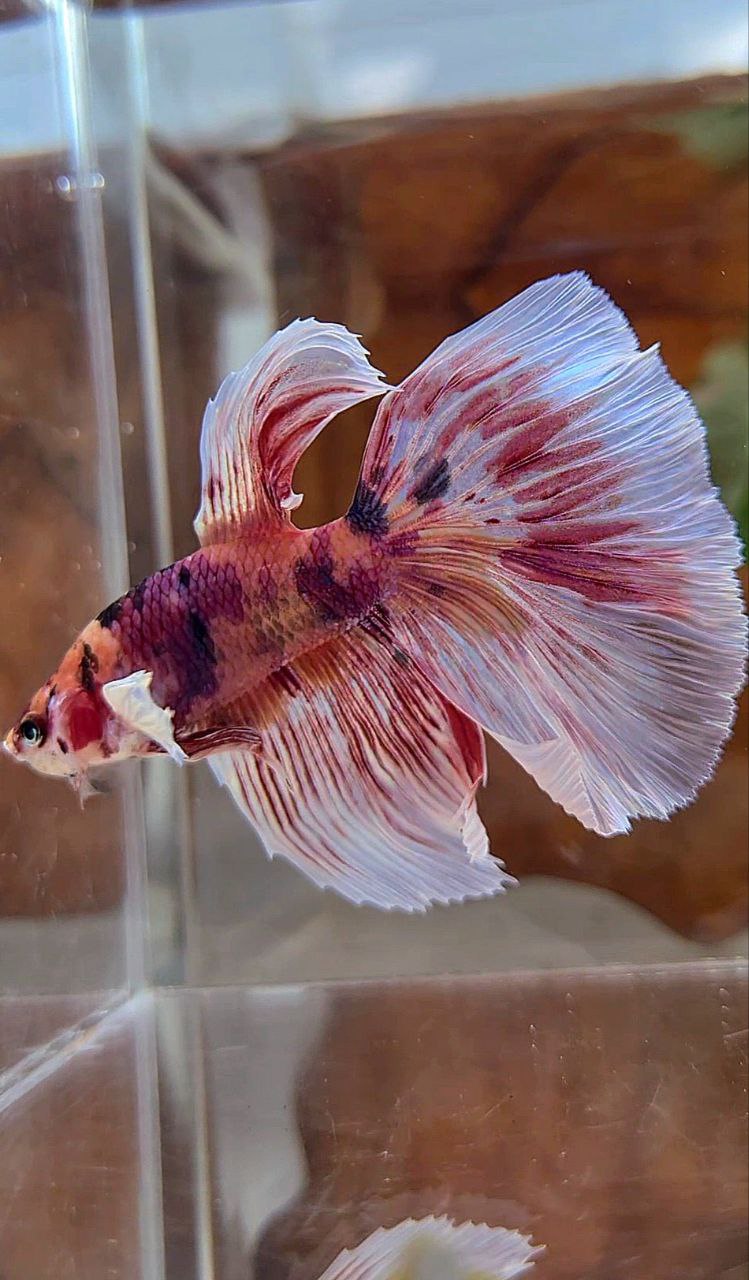 HALFMOON DUMBO EAR PINK ORANGE MULTICOLOR BETTA FISH