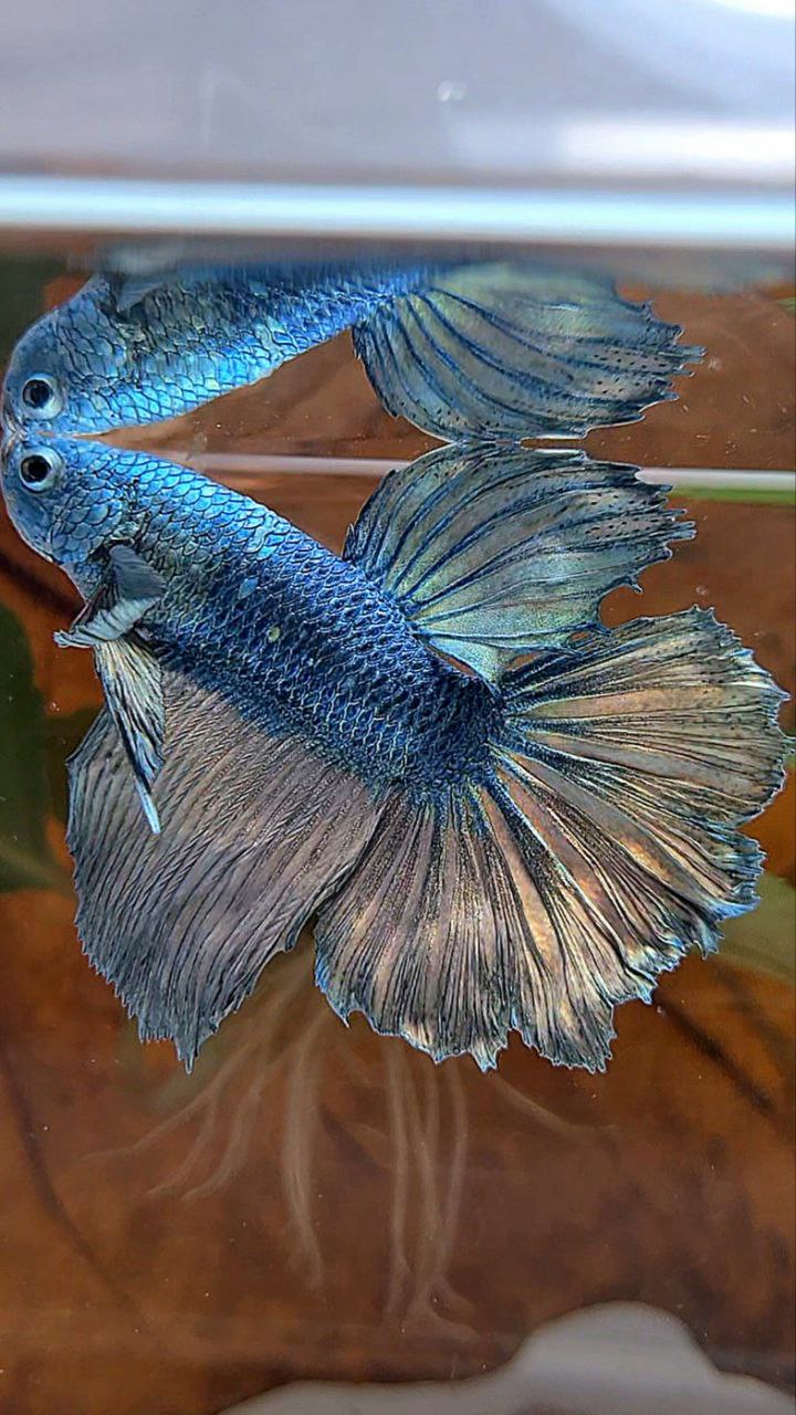 HALFMOON ROSETAIL COPPER ARMY BETTA FISH
