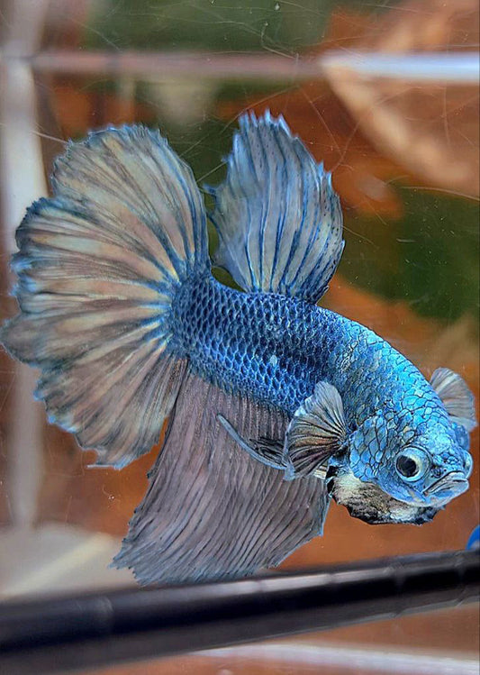 HALFMOON ROSETAIL COPPER ARMY BETTA FISH