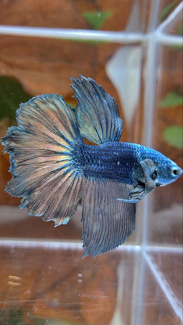 HALFMOON ROSETAIL COPPER ARMY BETTA FISH