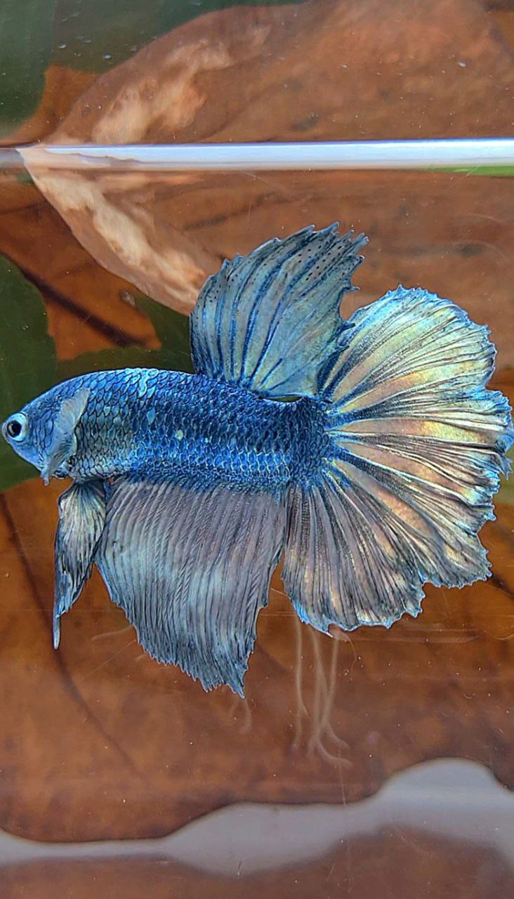HALFMOON ROSETAIL COPPER ARMY BETTA FISH