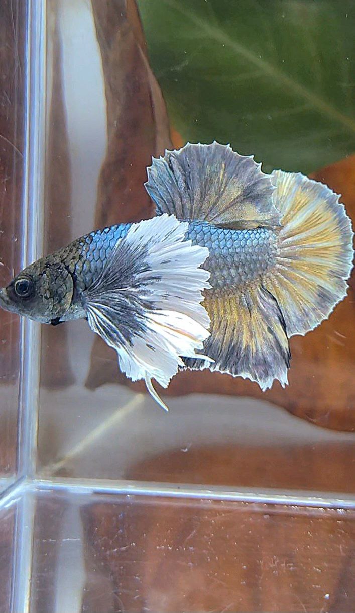 PLAKAT SUPER DUMBO EAR COPPER YELLOW BETTA FISH