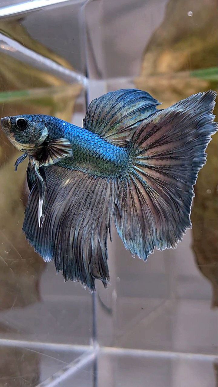 HALFMOON ROSETAIL COPPER ARMY BETTA FISH
