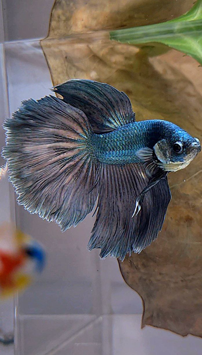 HALFMOON ROSETAIL COPPER ARMY BETTA FISH