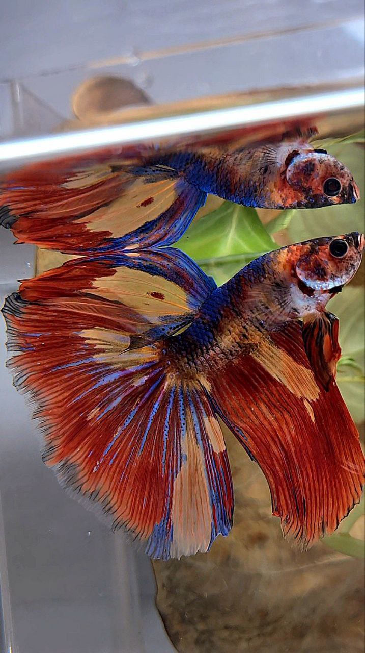 HALFMOON ROSETAIL FIRE MULTICOLOR BETTA FISH
