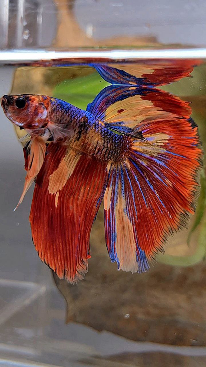 HALFMOON ROSETAIL FIRE MULTICOLOR BETTA FISH