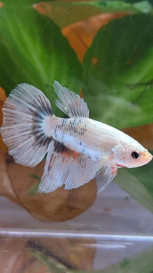 XL FEMALE HALFMOON WHITE COPPER MARBLE FANCY BETTA FISH