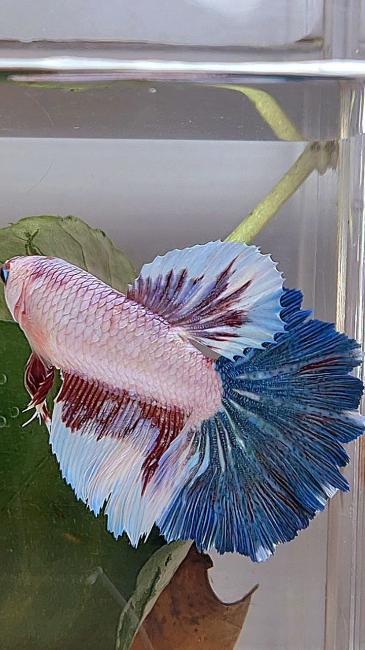 XL FEMALE HALFMOON ROSETAIL WHITE FANCY BLUE BETTA FISH