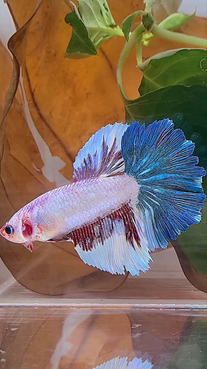 XL FEMALE HALFMOON ROSETAIL WHITE FANCY BLUE BETTA FISH