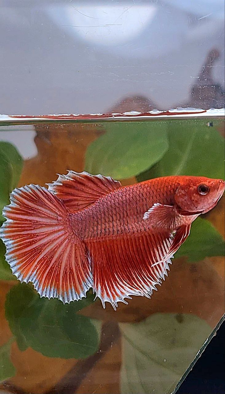 XL FEMALE HALFMOON ROSETAIL BIG EAR ORANGE PINEAPPLE BETTA FISH