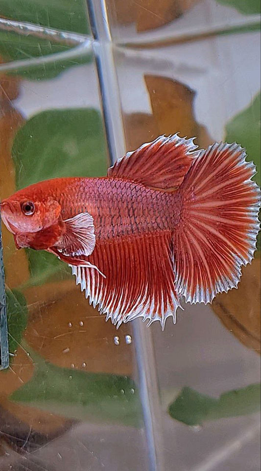 XL FEMALE HALFMOON ROSETAIL BIG EAR ORANGE PINEAPPLE BETTA FISH
