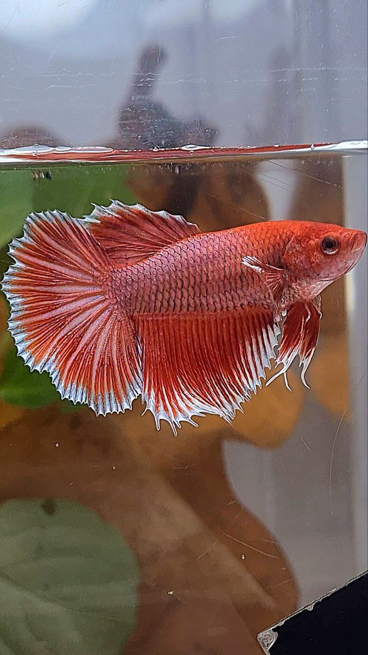 XL FEMALE HALFMOON ROSETAIL BIG EAR ORANGE PINEAPPLE BETTA FISH