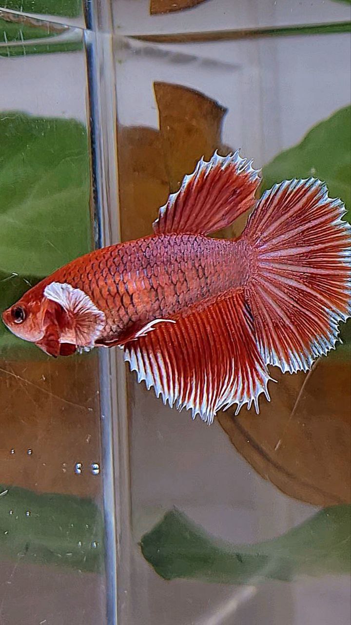 XL FEMALE HALFMOON ROSETAIL BIG EAR ORANGE PINEAPPLE BETTA FISH