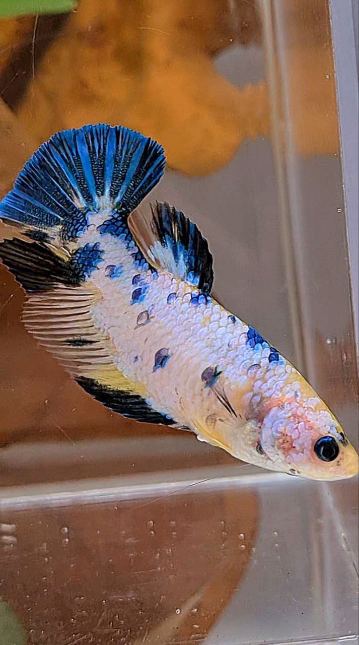 XL FEMALE PLAKAT WHITE CANDY YELLOW MULTICOLOR BETTA FISH