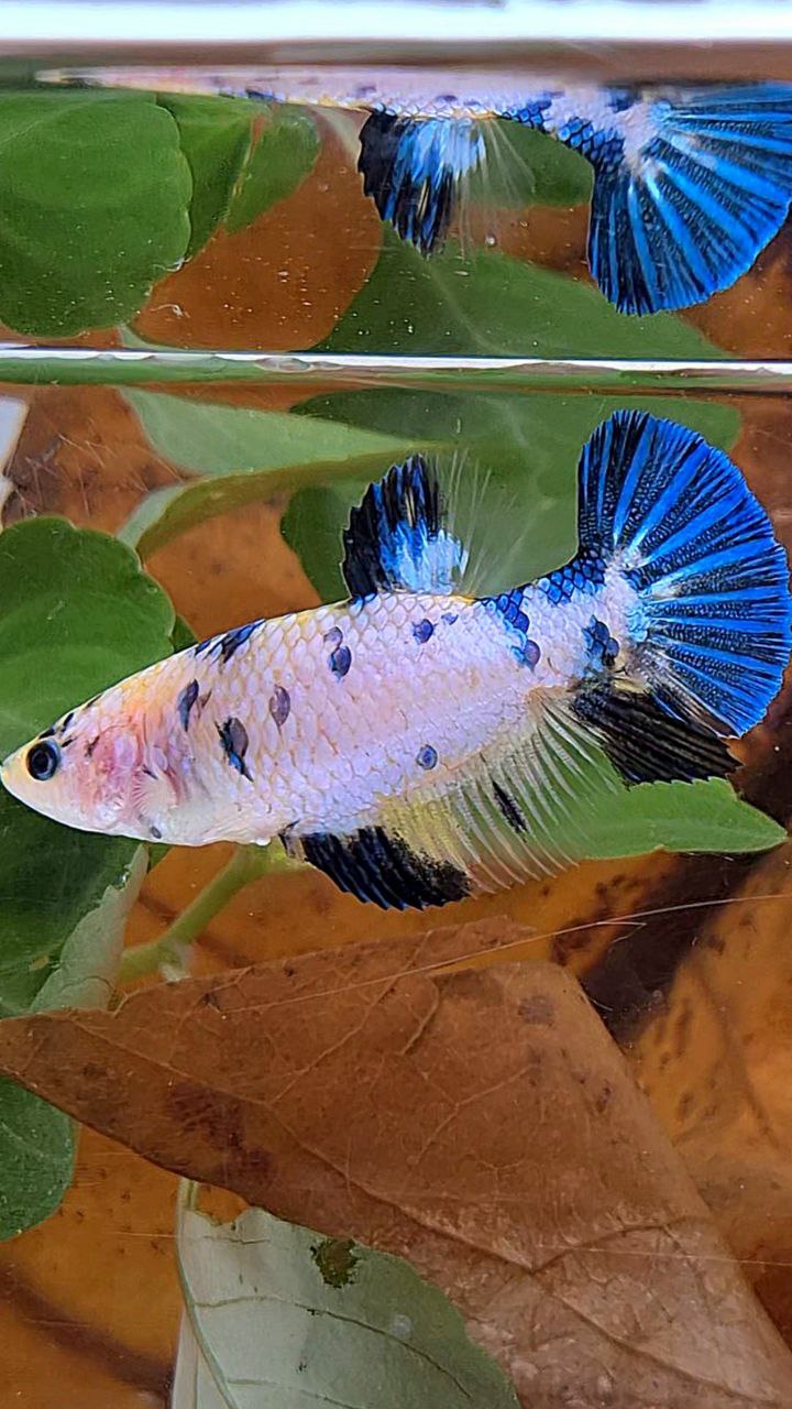 XL FEMALE PLAKAT WHITE CANDY YELLOW MULTICOLOR BETTA FISH