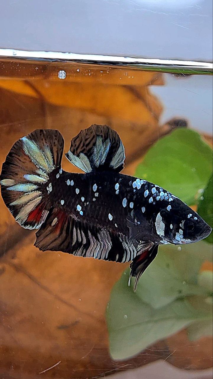 PLAKAT BLACK GALAXY AVATAR COPPER BETTA FISH