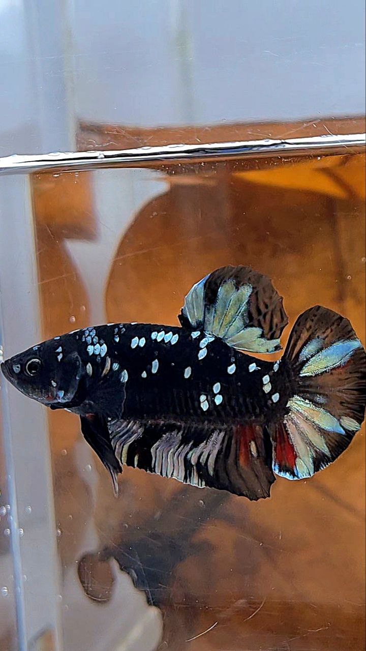 PLAKAT BLACK GALAXY AVATAR COPPER BETTA FISH
