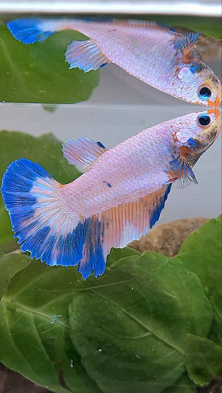 XL FEMALE HALFMOON PINK FLAMINGGO MARBLE BETTA FISH