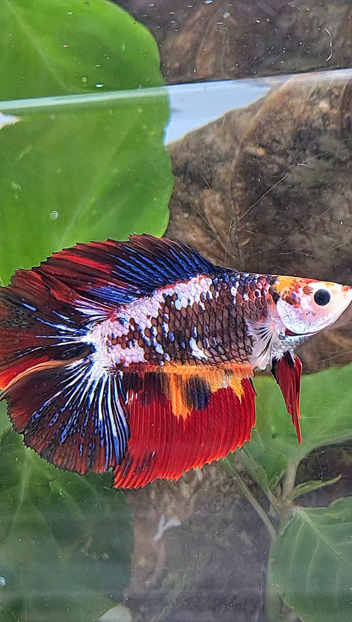 LUXURY XL HALFMOON DOUBLE TAIL SUPER FANCY MULTICOLOR BETTA FISH