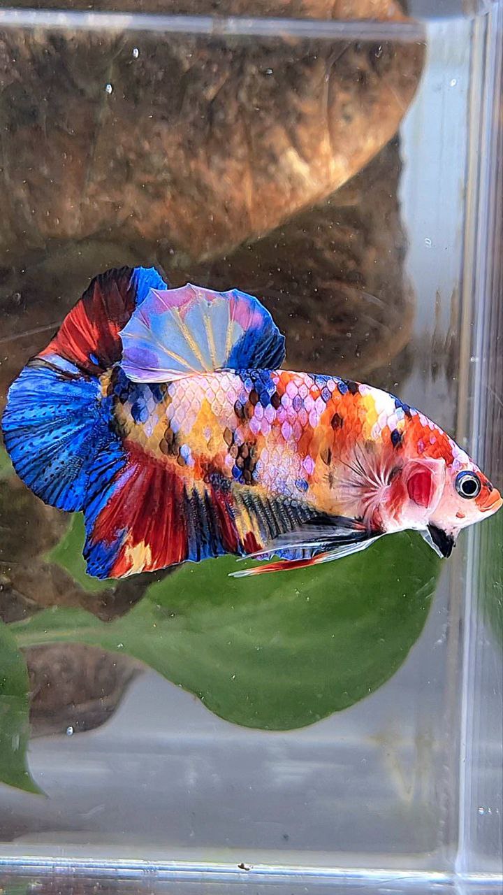 PLAKAT SUPER GALAXY MULTICOLOR BETTA FISH