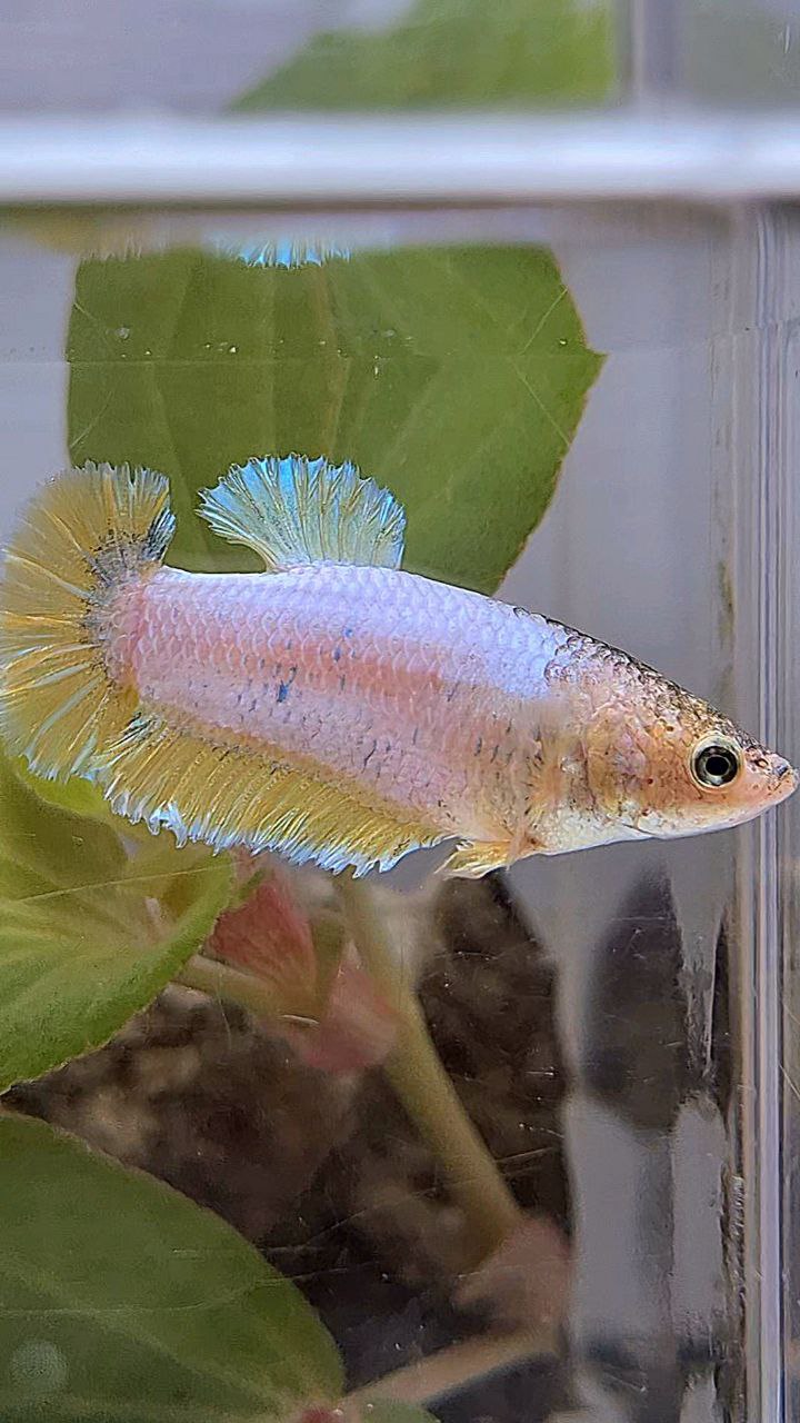 FEMALE HALFMOON KING ROSETAIL YELLOW FANCY BETTA FISH