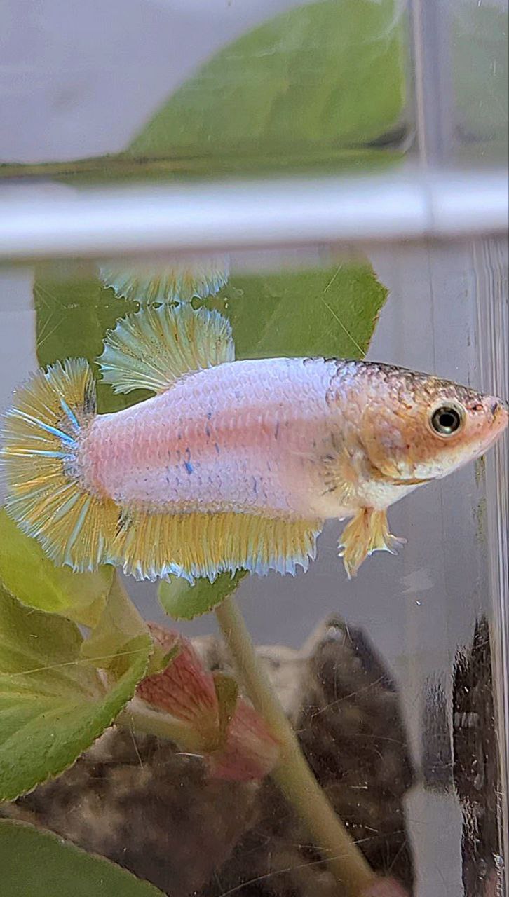 FEMALE HALFMOON KING ROSETAIL YELLOW FANCY BETTA FISH