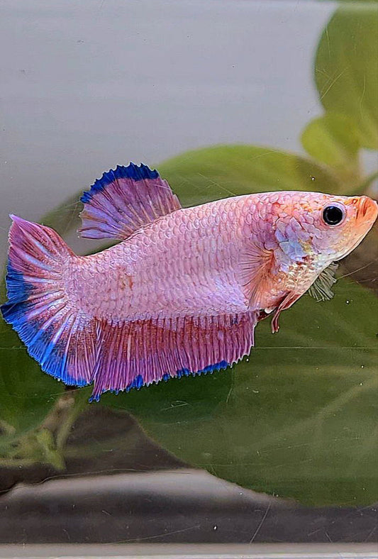 XL FEMALE PLAKAT PINK FLAMINGGO BLUE BETTA FISH