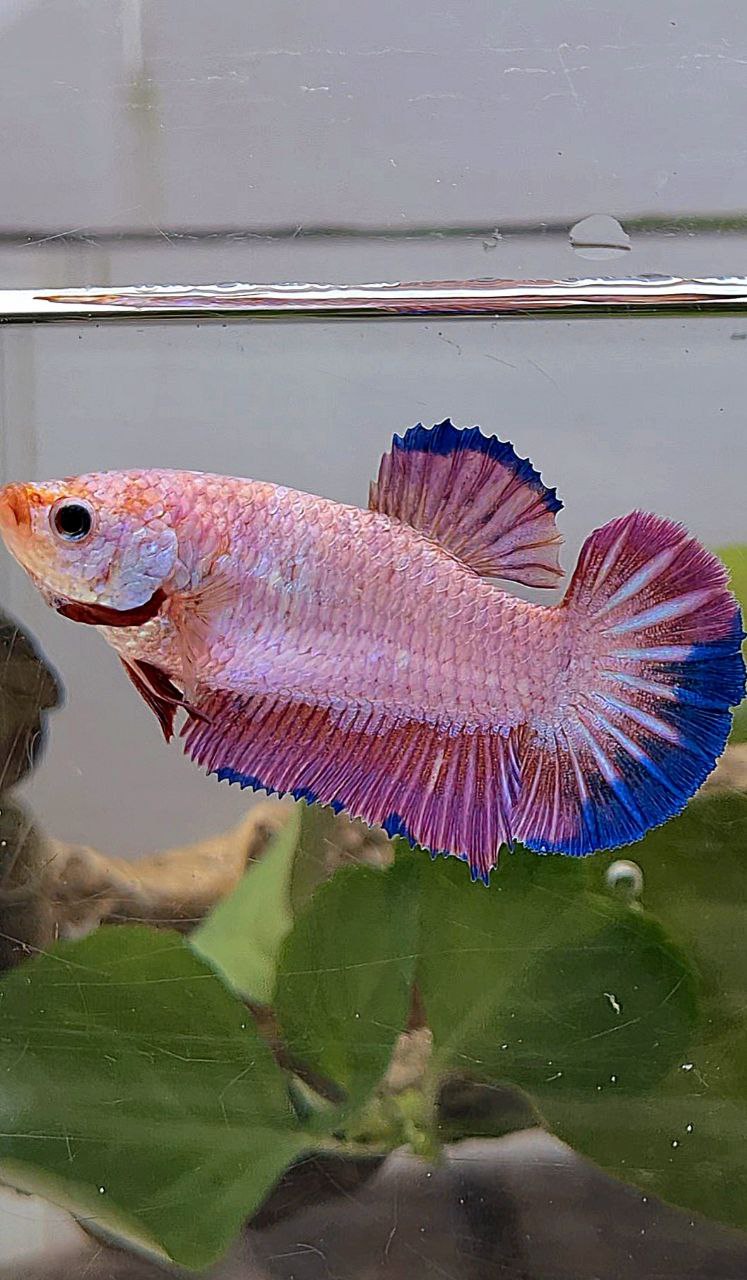 XL FEMALE PLAKAT PINK FLAMINGGO BLUE BETTA FISH