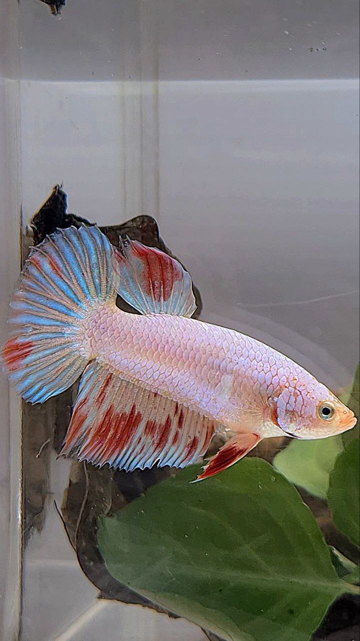 XL FEMALE HALFMOON WHITE FANCY ARMAGEDDON BETTA FISH