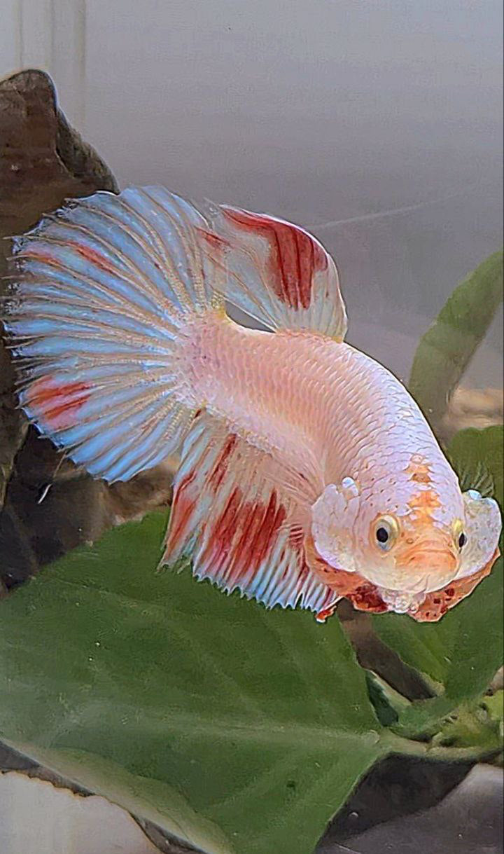 XL FEMALE HALFMOON WHITE FANCY ARMAGEDDON BETTA FISH