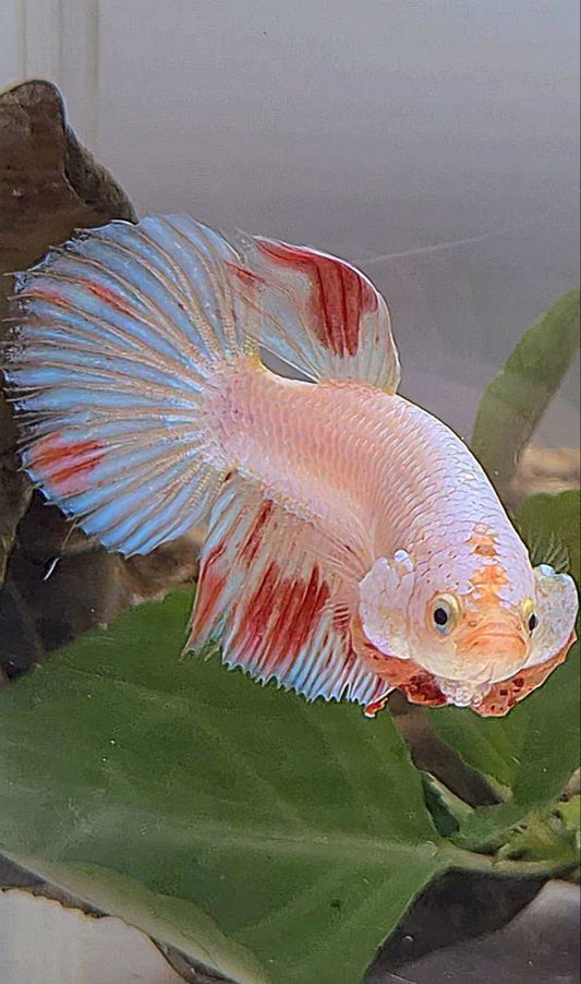 XL FEMALE HALFMOON WHITE FANCY ARMAGEDDON BETTA FISH