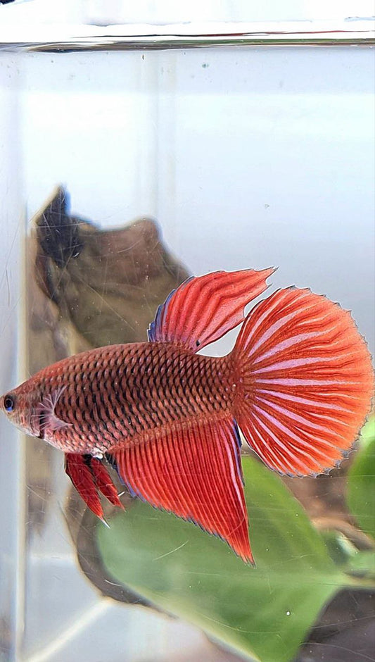 XL FEMALE VEILTAIL RED DARK FANCY BETTA FISH