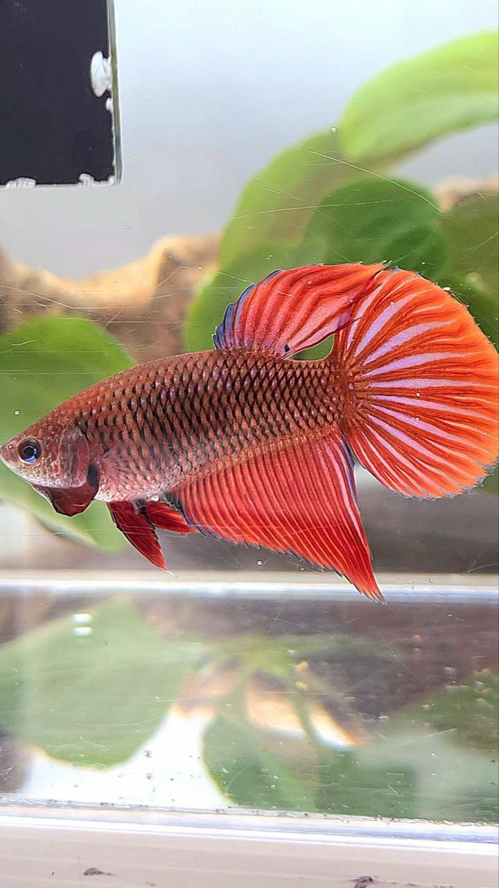 XL FEMALE VEILTAIL RED DARK FANCY BETTA FISH