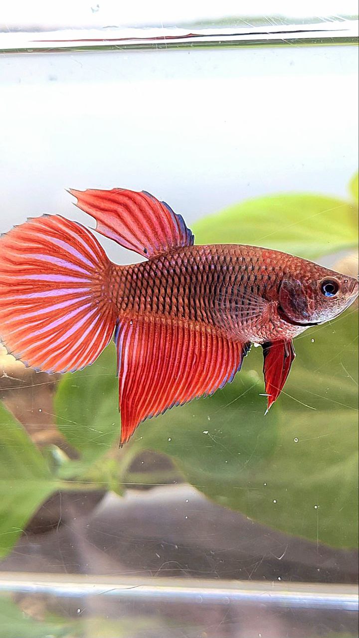 XL FEMALE VEILTAIL RED DARK FANCY BETTA FISH