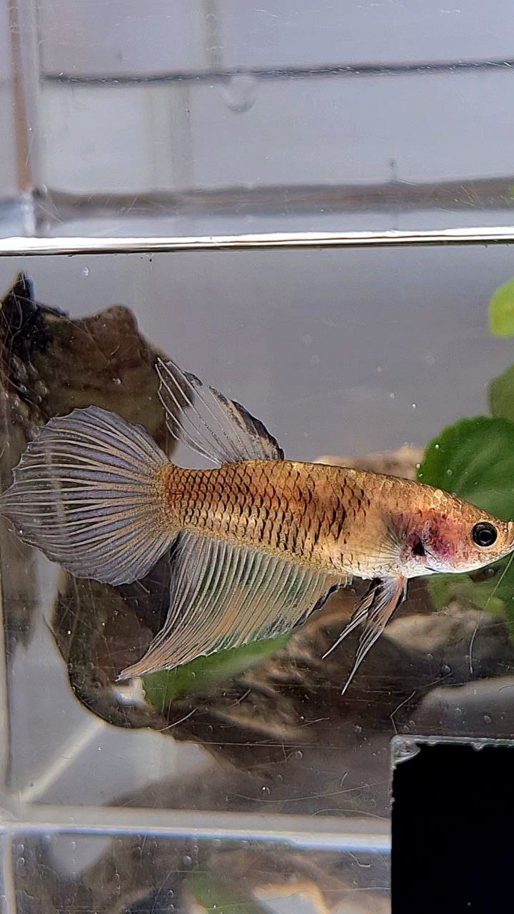 XL FEMALE VEILTAIL BROWN YELLOW BETTA FISH