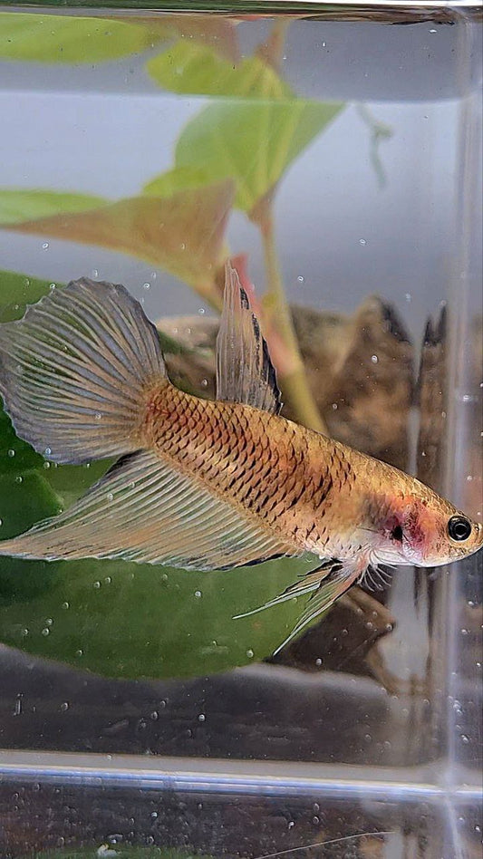 XL FEMALE VEILTAIL BROWN YELLOW BETTA FISH