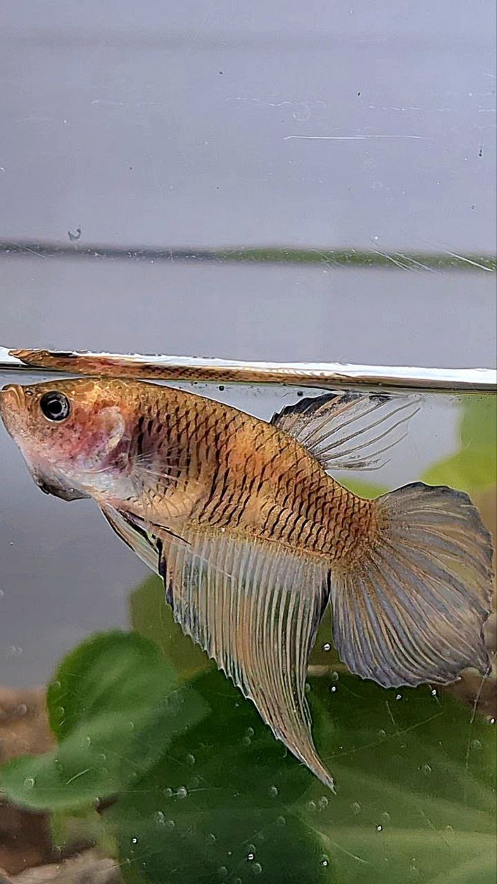 XL FEMALE VEILTAIL BROWN YELLOW BETTA FISH