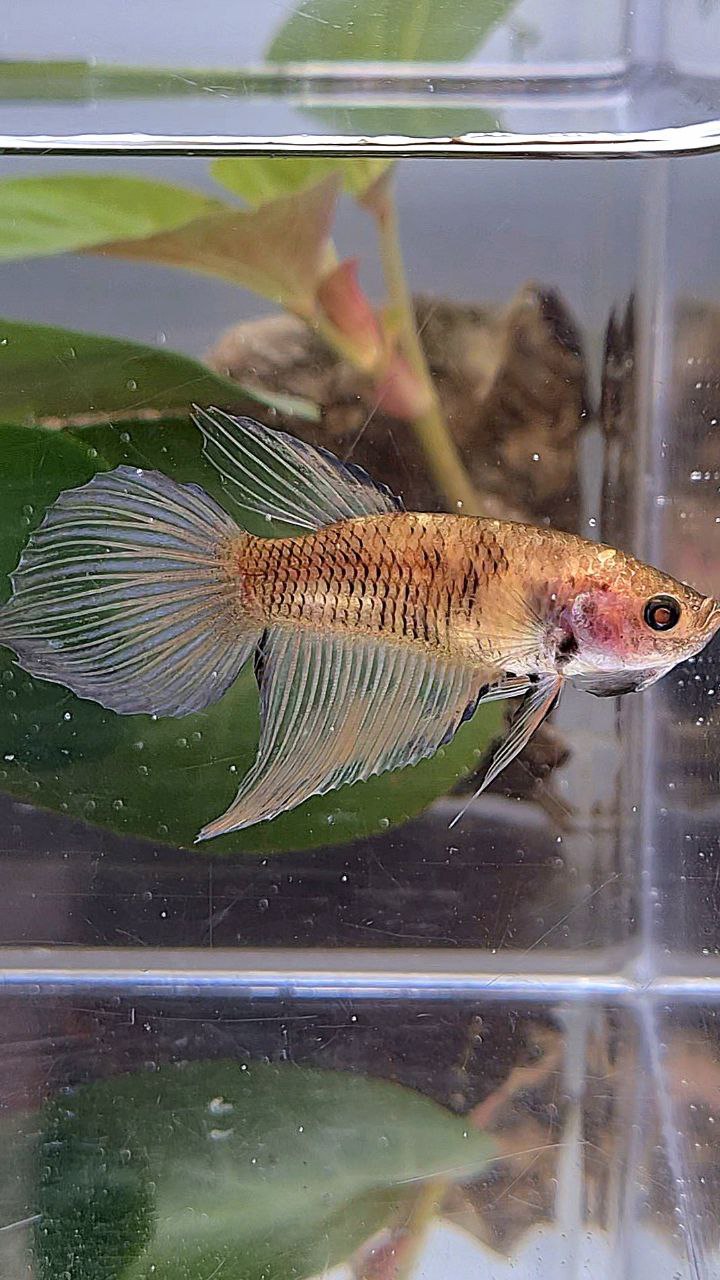 XL FEMALE VEILTAIL BROWN YELLOW BETTA FISH