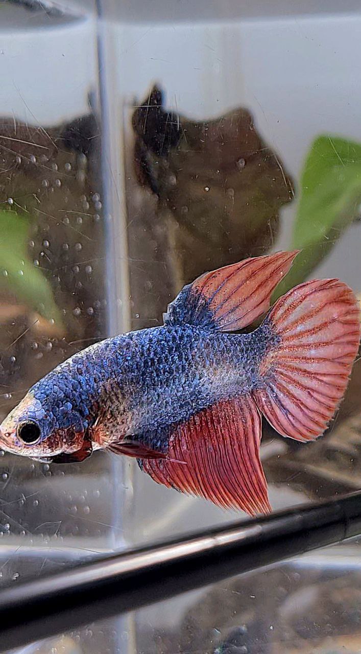 XL FEMALE VEILTAIL MASCOT BETTA FISH