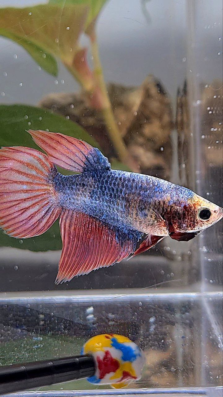 XL FEMALE VEILTAIL MASCOT BETTA FISH